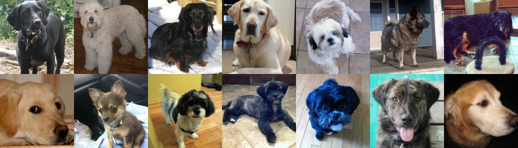 collage of healthy dogs